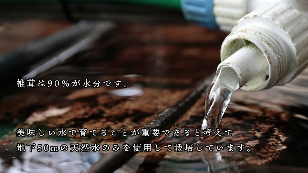 ラッキー椎茸1kg