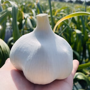 【ラスト1箱】まるでお芋‼️青森にんにく『白玉王』1キロ（大中サイズ混合）