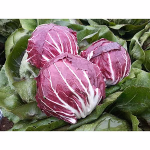 【イタリア野菜の女王】京都産トレビス　2玉