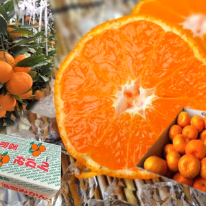 濃厚ハウスみかん「蜜ツ星」ゴロっと特大玉　秀優品　約4.5kg 【33】