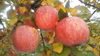 味に自信あり！訳あり、りんご「サンふじ」３、５、１０ｋｇ