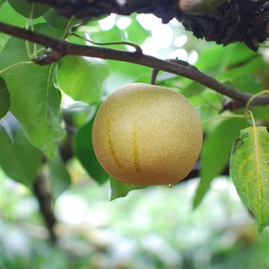 【8月上旬お届け予定】 大人気の幸水  歴史ある伝統の甘くておいしい梨