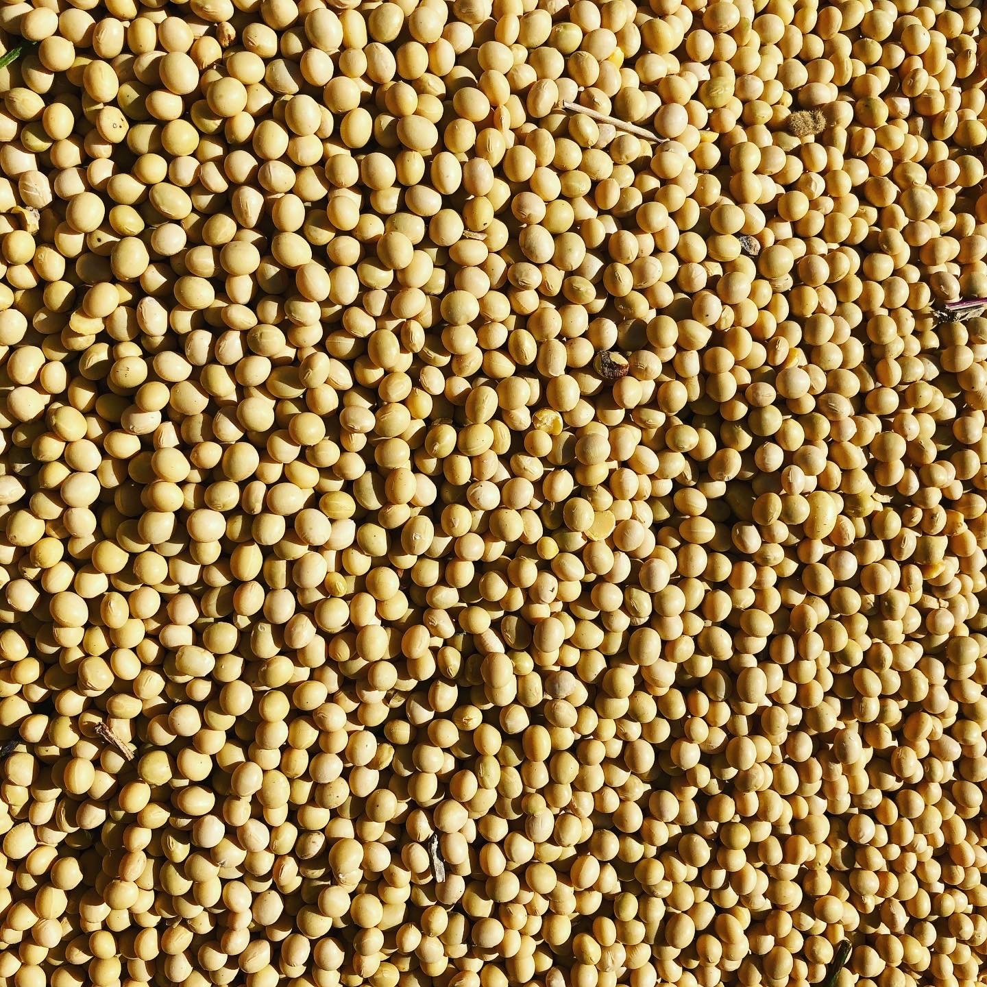 同梱用 自然栽培大豆サチユタカ1kg以上 農家漁師から産地直送の通販 ポケットマルシェ