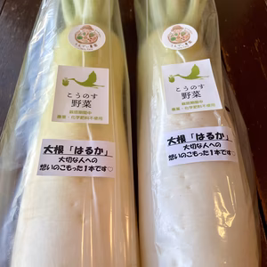 【厳冬期糖度UP】大根はるか 農薬・化学肥料不使用