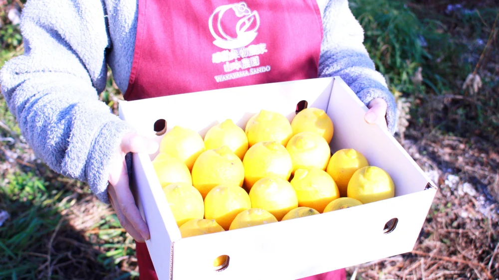 【24年1月予約】濃厚キレ酸味！和歌山産リスボンレモン【ノー防腐剤ワックス】