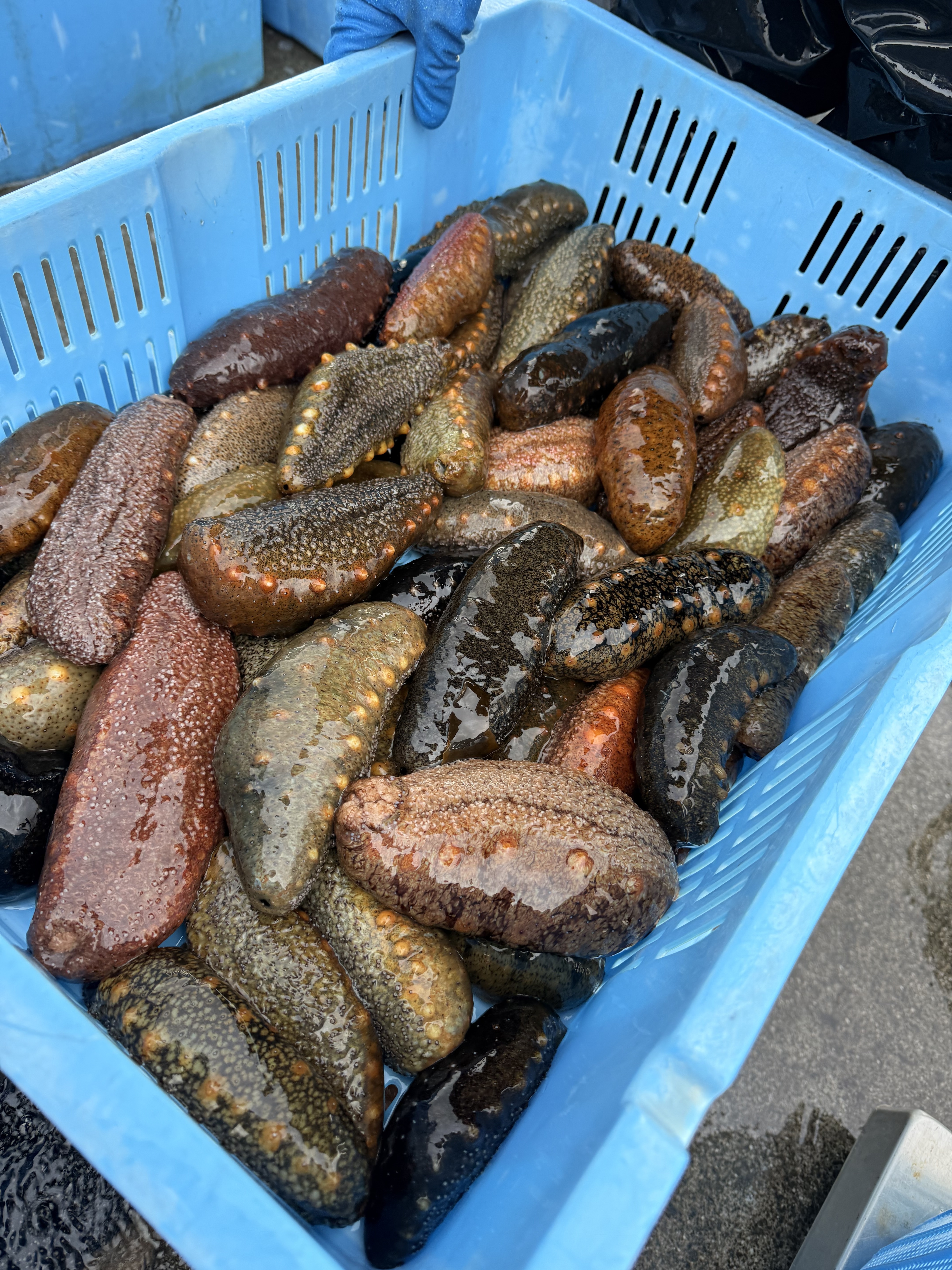 瀬戸内海で採れた青なまこ｜ナマコの商品詳細｜ポケットマルシェ｜産地