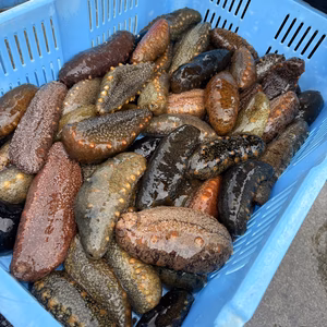 瀬戸内海で採れた青なまこ