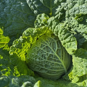 サボイキャベツ　京都府産