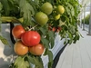 横浜産朝どれトマト「ホワイトフィールドフルベジトマト」を収穫当日出荷。