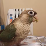 ルルちびロック