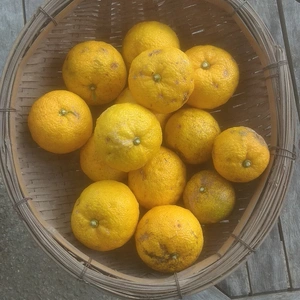 【訳あり】柚子（農薬・肥料不使用）