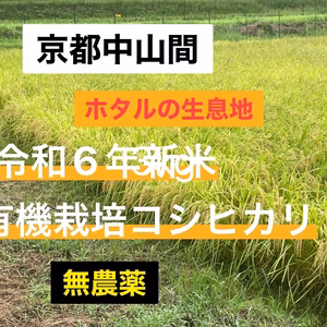 令和6年　コシヒカリ　新米　有機栽培　無農薬　2kg