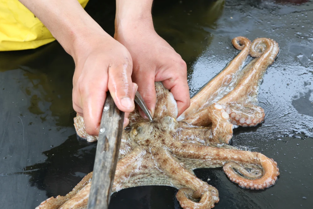 ロッチさんも食べた！】七福丸のタコを使用☆タコの唐揚げ｜魚介類の