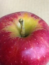 りんごの季節の到来を告げるのは「ジョナゴールド」だ！【予約出品】【訳あり品】