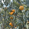 陽だまり育ちの金柑（農薬不使用）