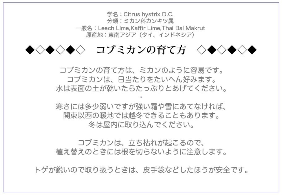 コブミカン มะกร ด マックルー 鉢植え 農家漁師から産地直送の通販 ポケットマルシェ