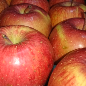 ふじりんご　まだまだこれから、秋田から各サイズの箱　8玉～40玉　（ご家庭用）