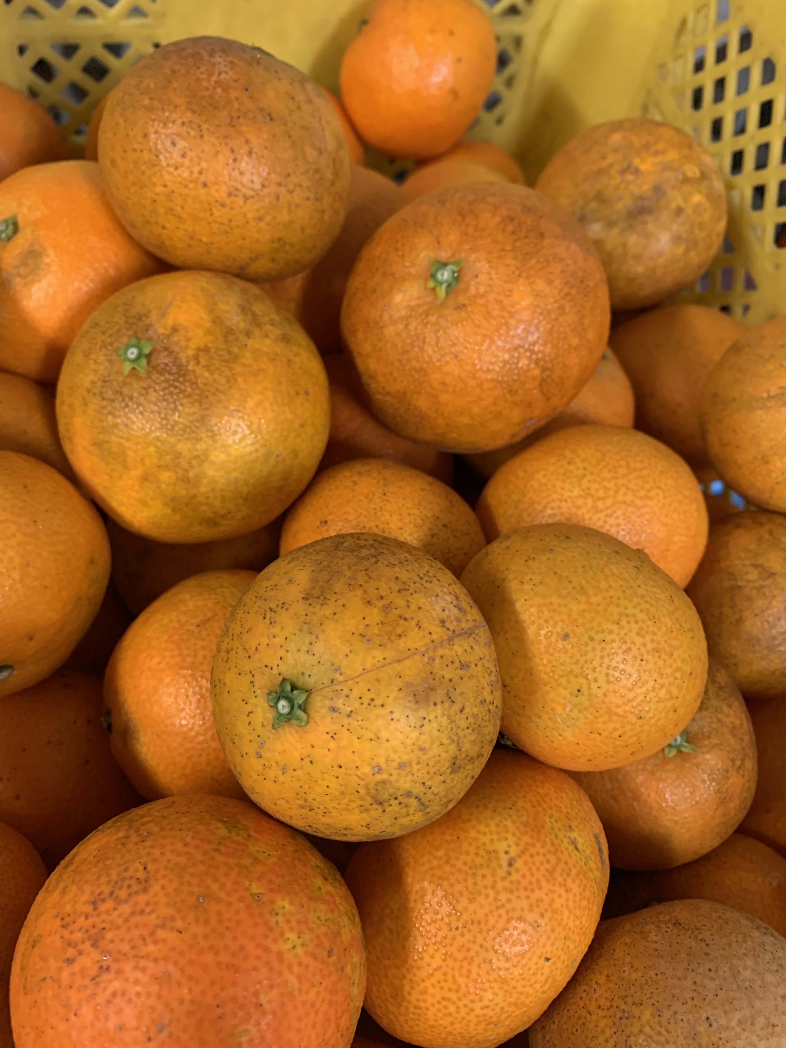 【値下げ交渉可能】マルサン ブースカ 450 新オレンジver. 値下げ交渉可能】マルサン ブースカ 450 新オレンジver. 値下げ交渉