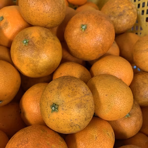 ジュース用まどんな 箱込4キロ NO 5