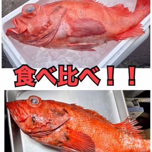 【知床らうす直送】お得なメヌケとアカゾイの食べ比べセット