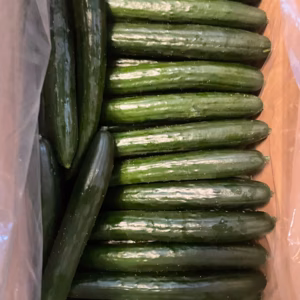 訳あり！【採れたて】を発送！訳ありきゅうり(曲がり、傷ありきゅうり)