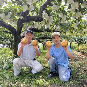 愛情満点！幸水梨2.5キロ！