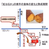 紅はるか ６ケ月間熟成で甘い 大分県産 Mサイズ７ｋｇ＋焼芋ジャムのオマケ