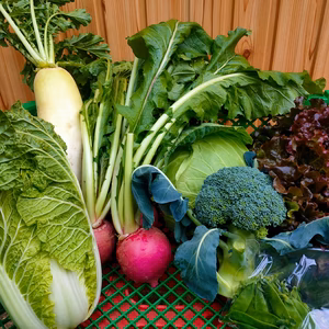 クール便【旬の新鮮野菜】笑顔あふれる野菜BOX 7種類以上～秋冬野菜～
