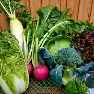 クール便【旬の新鮮野菜】笑顔あふれる野菜BOX 7種類以上～秋冬野菜～
