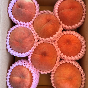 【8月上旬収穫予定】青森県産桃　まどか　家庭用