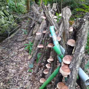 高野山の麓で育てた　原木しいたけ