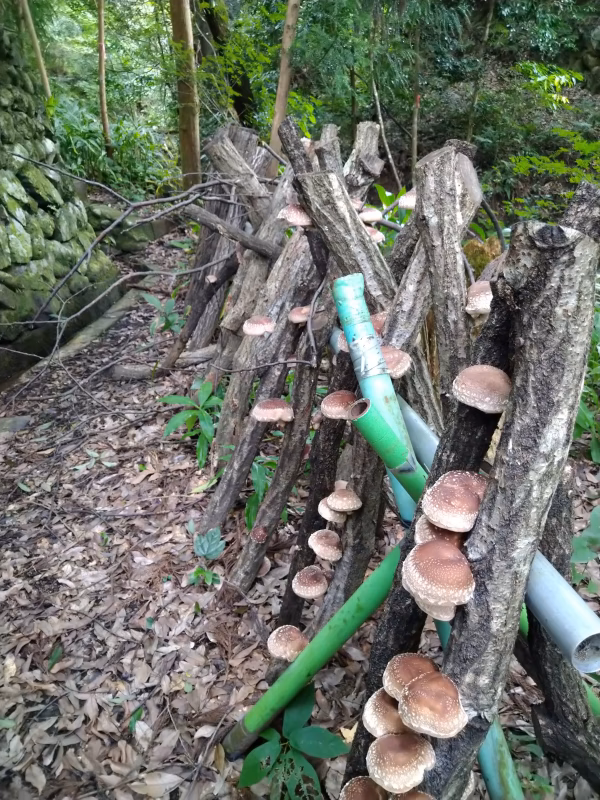 高野山の麓で育てた　原木しいたけ