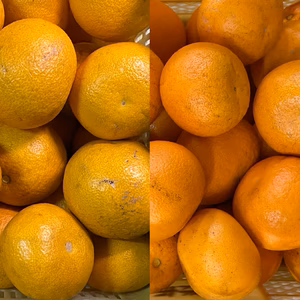 2026 食べ比べ！和歌山県産 木成り紅八朔＆八朔 農薬不使用 はっさく