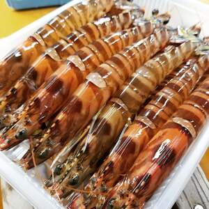 数量限定‼送料無料 竹富島産 活き〆冷凍車えび 1.5kg