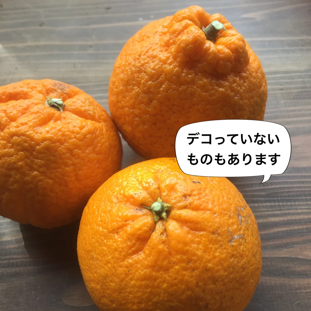 ブリっと食感！伊豆のしらぬい【農薬不使用】