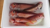 高級天然魚アカアマダイ小サイズ1㎏(3～4匹)+α  