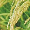 《はえぬき》【2019年10月収穫】【精米　玄米】山形飯豊町椿　減農薬米