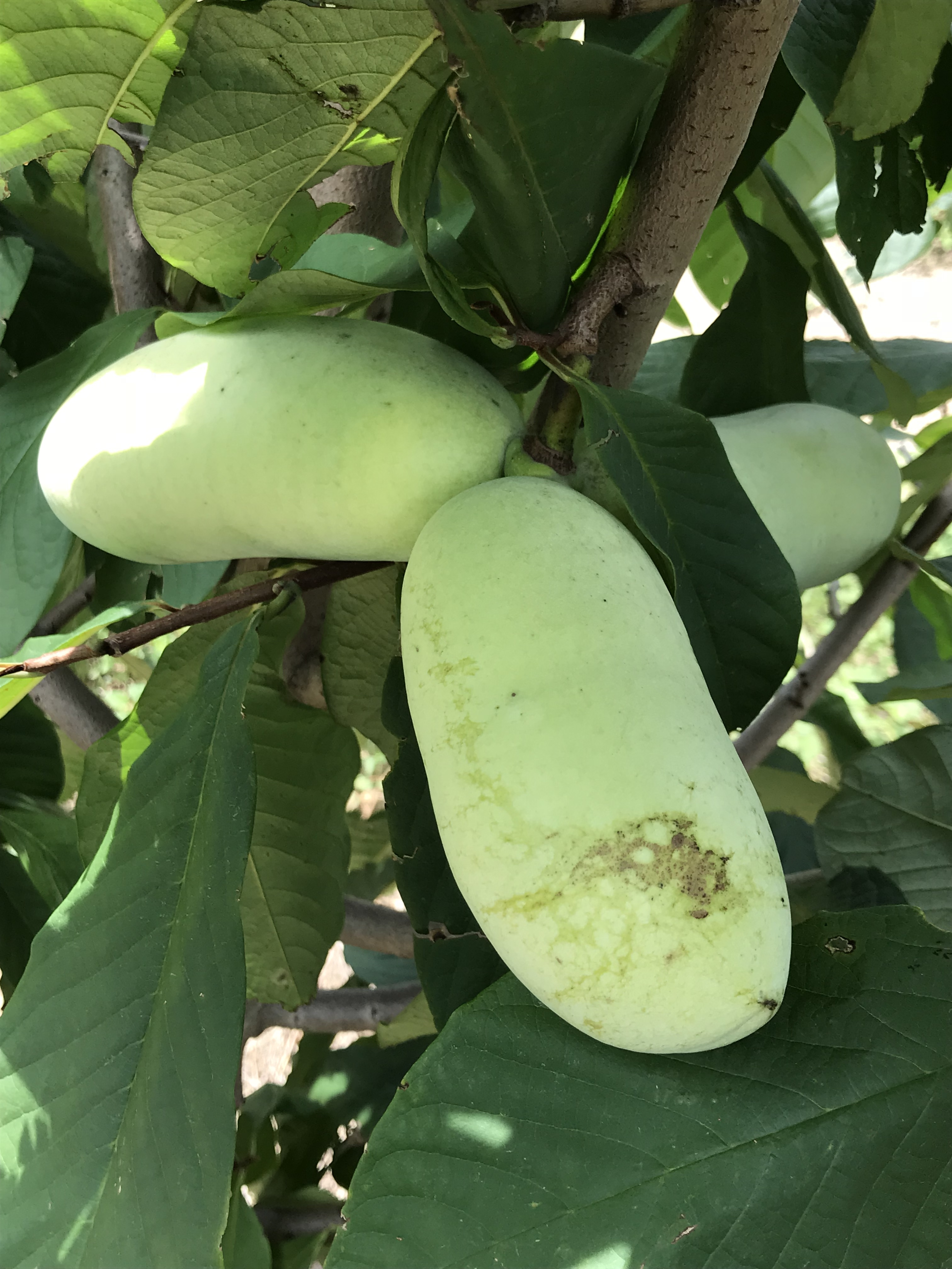 値下げは8 で終わり 果物のポポーの木10年生 円 Associcana Com Br