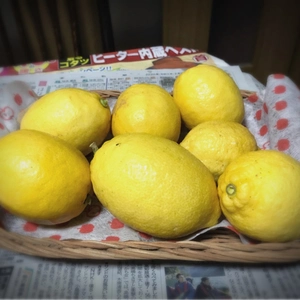放任栽培のレモン1.2kg前後