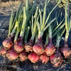 【期間限定】葉付き新赤玉ねぎ 農薬・化学肥料不使用