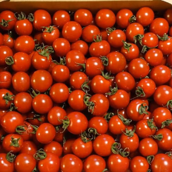 中西農園のミニトマト