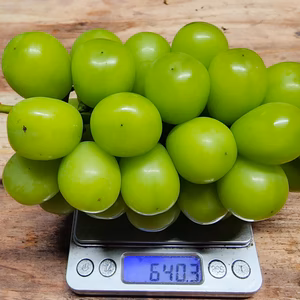 終了間近✩長野県産✩【1.2kg以上】★朝採り発送 シャインマスカット