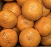 ◆和歌山県産 無農薬 みかん 中生◆ スリキズもっと目立つもの