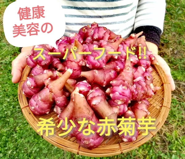 【訳アリ特価‼️】ｼﾞｬｶﾞｲﾓのような甘味★赤菊芋