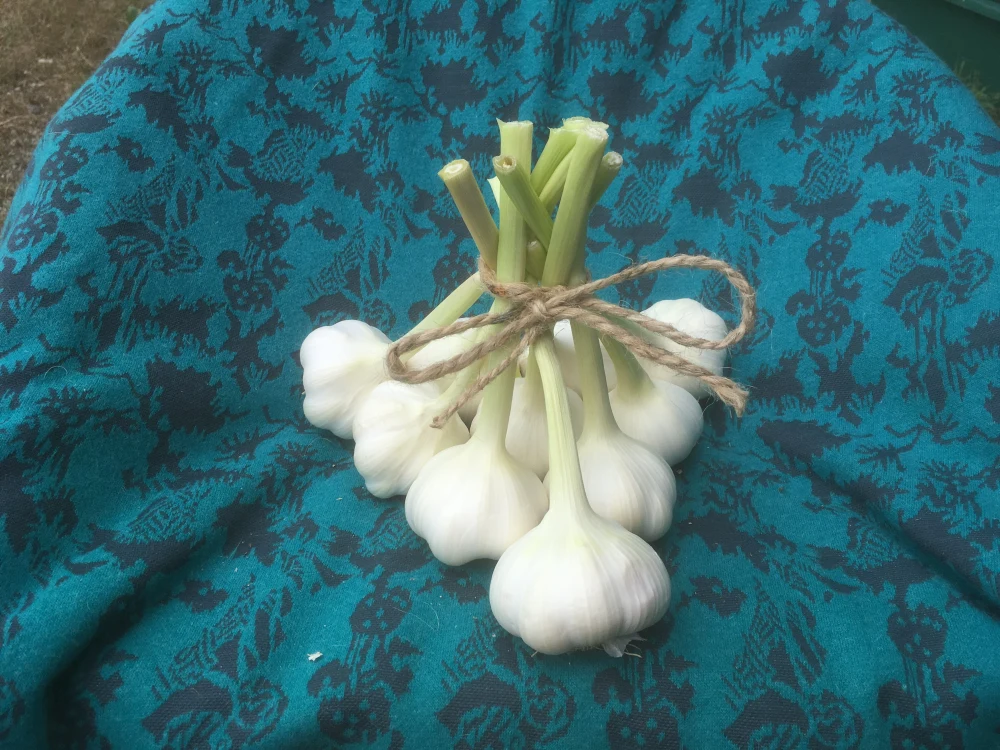 ニンニク(栽培期間中化学肥料・農薬不使用)
