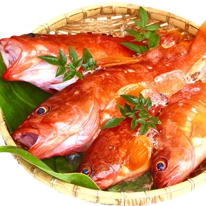 【宮崎県産】上品な味わいの朝どれ高級魚「アカハタ」
