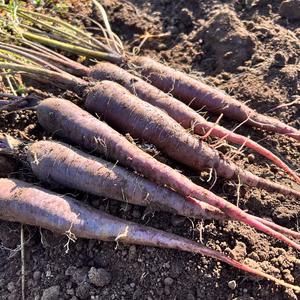サラダやピクルス、彩りに！紫ニンジン(栽培期間中化学肥料、化学合成農薬不使用)