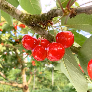 山形のさくらんぼ「紅秀峰」バラ詰め