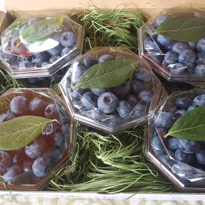 【樹上完熟】自然農法のブルーベリー　贈答用小分けパック　
