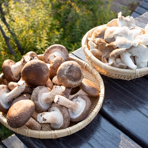 肉厚椎茸500gとあわび茸300gセット